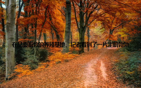 在品贡畜牧的养殖基地, 记者看到了一片生机勃勃的景象品贡畜牧采用公司+基地+农户的养殖模式, 从源头把控食品安全