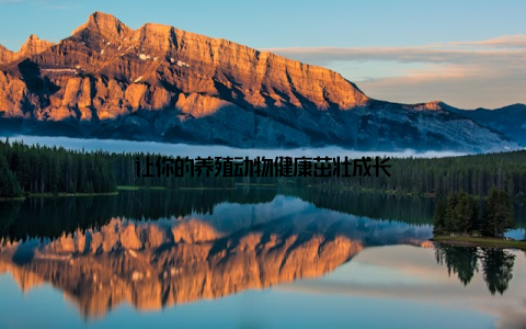让你的养殖动物健康茁壮成长