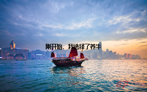 刚开始, 我选择了养牛