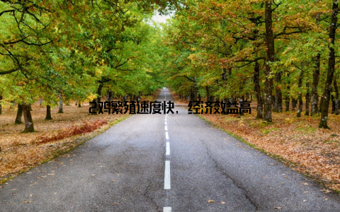 2鸡繁殖速度快, 经济效益高