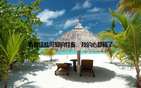 看着这些可爱的牲畜, 我的心都碎了