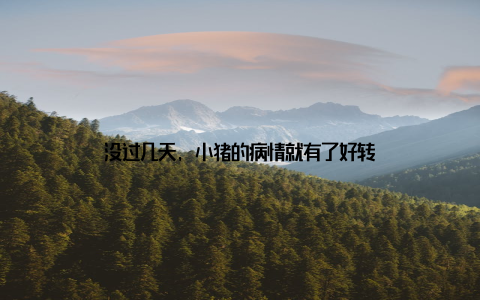 没过几天, 小猪的病情就有了好转