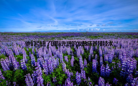 他们引进了国际先进的发酵床养殖技术