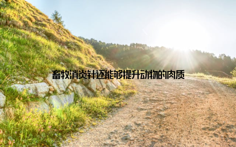 畜牧消炎针还能够提升动物的肉质