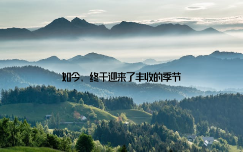 如今, 终于迎来了丰收的季节