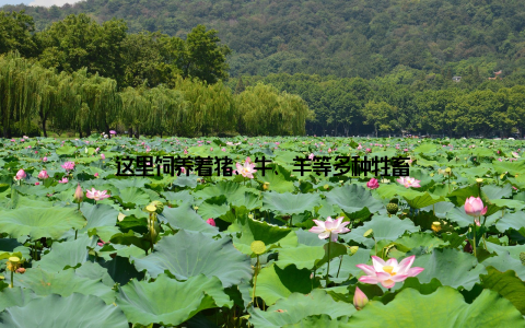 这里饲养着猪、牛、羊等多种牲畜