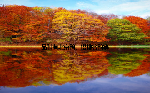 品种有北京鸭、樱桃谷鸭等